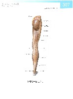 Sobotta  Atlas of Human Anatomy  Trunk, Viscera,Lower Limb Volume2 2006, page 314